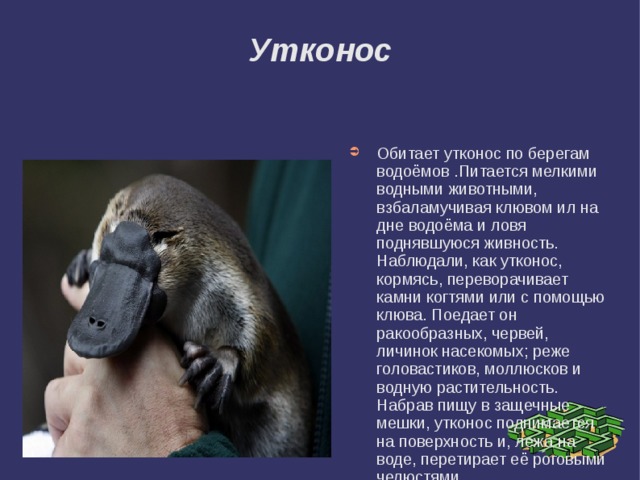 Утконос Обитает утконос по берегам водоёмов .Питается мелкими водными животными, взбаламучивая клювом ил на дне водоёма и ловя поднявшуюся живность. Наблюдали, как утконос, кормясь, переворачивает камни когтями или с помощью клюва. Поедает он ракообразных, червей, личинок насекомых; реже головастиков, моллюсков и водную растительность. Набрав пищу в защечные мешки, утконос поднимается на поверхность и, лежа на воде, перетирает её роговыми челюстями.   
