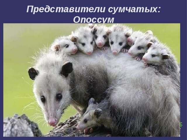  Представители сумчатых:  Опоссум   