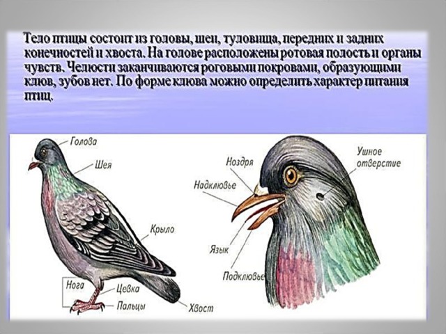 Покров птиц состоит из