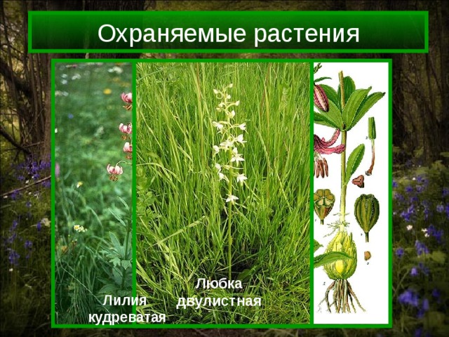 Охраняемые растения Любка двулистная Лилия кудреватая 
