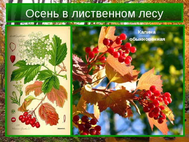Осень в лиственном лесу Калина обыкновенная Клен остролистный  Рябина обыкновенная 
