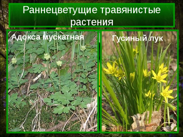 Раннецветущие травянистые растения Адокса мускатная Лютик весенний Гусиный лук 