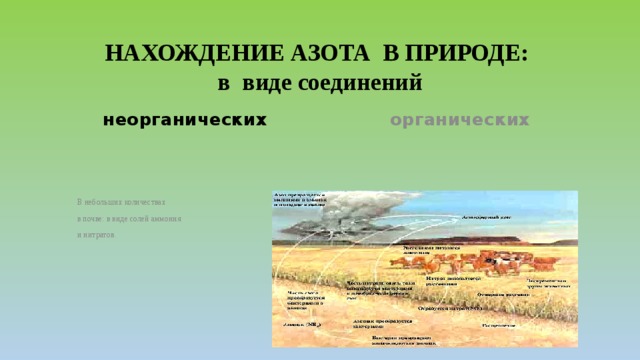 НАХОЖДЕНИЕ АЗОТА В ПРИРОДЕ:  в виде соединений     неорганических органических   В небольших количествах Азот растений и животных в почве: в виде солей аммония (Нуклеиновые кислоты, и нитратов. белковые вещества) 