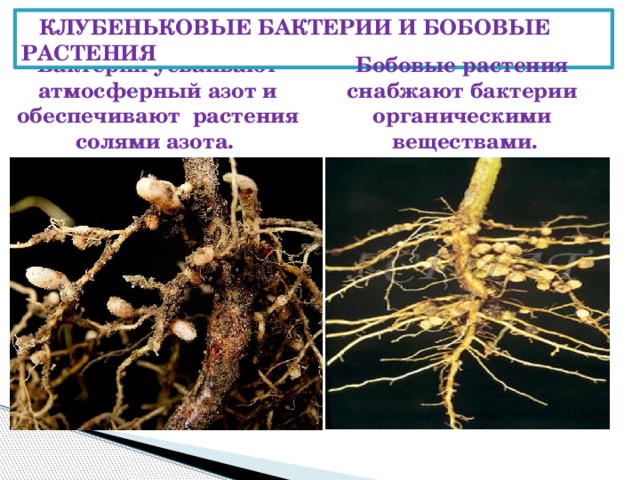 Клубеньковые бактерии. Клубеньковые бактерии Воронин. Клубеньковые микроорганизмы и бобовые растения. Клубеньковые растения и бактерии. Бобовые и клубеньковые бактерии.