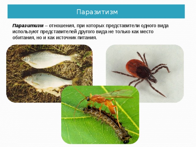Паразитизм презентация по экологии