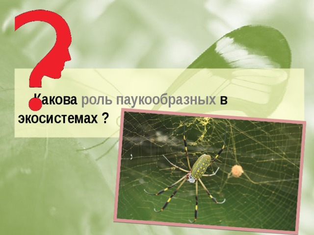 Какова роль паукообразных в экосистемах ?