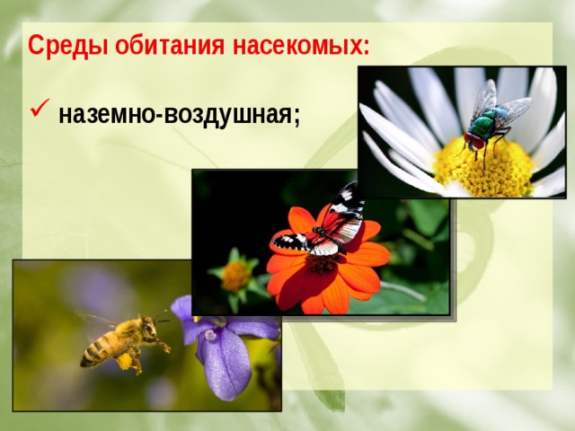 Среды обитания насекомых:   наземно-воздушная;