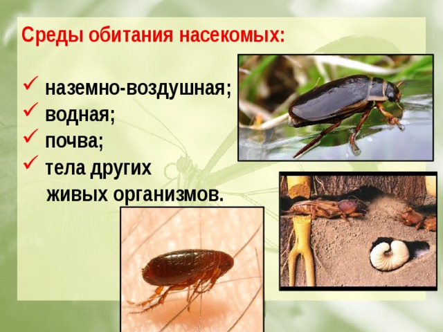 Среды обитания насекомых:   наземно-воздушная;  водная;  почва;  тела других  живых организмов.