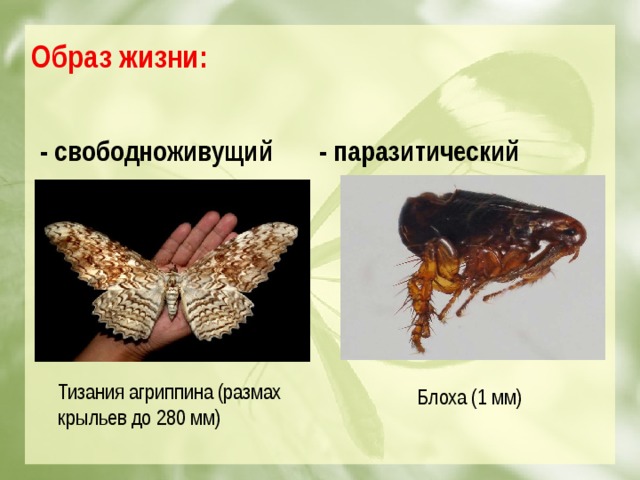 Образ жизни:    - свободноживущий   - паразитический        Тизания агриппина (размах крыльев до 280 мм) Блоха (1 мм)