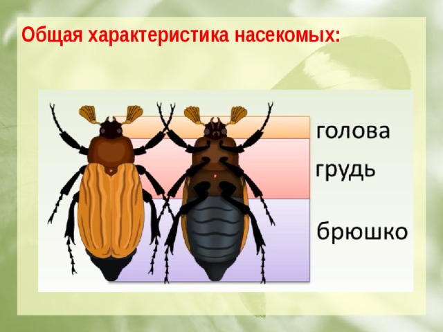 Общая характеристика насекомых: