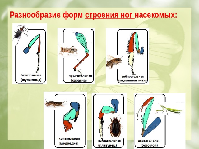 Разнообразие форм строения ног насекомых: