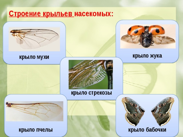 Строение крыльев насекомых:           крыло жука крыло мухи крыло стрекозы крыло бабочки крыло пчелы