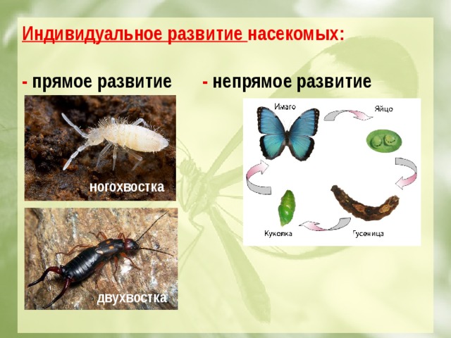 Индивидуальное развитие насекомых:  - прямое развитие   - непрямое развитие           ногохвостка двухвостка