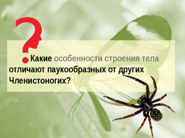 Какие особенности строения тела отличают паукообразных от других Членистоногих?