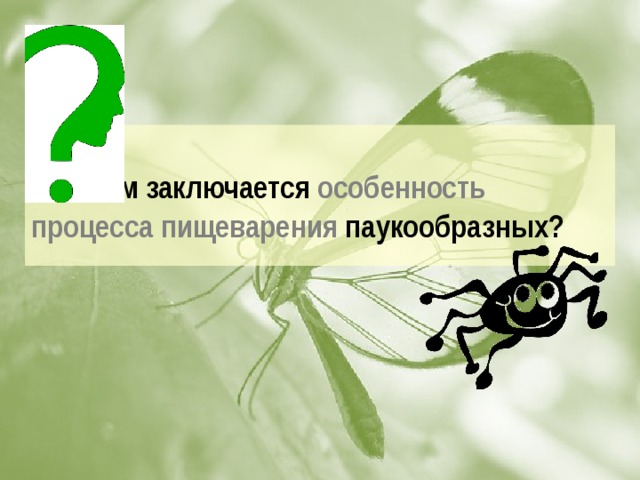 В чем заключается особенность процесса пищеварения паукообразных?