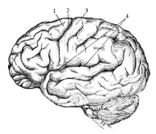 Рисунок мозга с извилинами