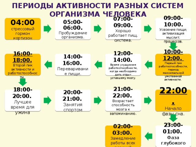 Периоды активности разных систем организма человека 04:00 07:00-09:00. 05:00-06:00. Пробуждение организма. 09:00-10:00. Усвоение пищи; активизация мыслит. процессов. Хорошо работает пищ. система. стрессовый гормон кортизон 16:00-18:00.  12:00-14:00.  10:00-12:00.  14:00-16:00.  Переваривание пищи. Второй пик активности и работоспособности. Время ухудшения работоспособности, когда необходимо дать отдых уставшему мозгу. Первый пик работоспособности, период максимальной умственной активности. 22:00. 18:00-20:00.  20:00-21:00.  21:00-22:00.  Начало фазы сна. Возрастает способность мозга к запоминанию. Занятия спортом Лучшее время для ужина 23:00-01:00.  02:00-03:00.  Фаза глубокого сна. Замедление работы всех реакций 