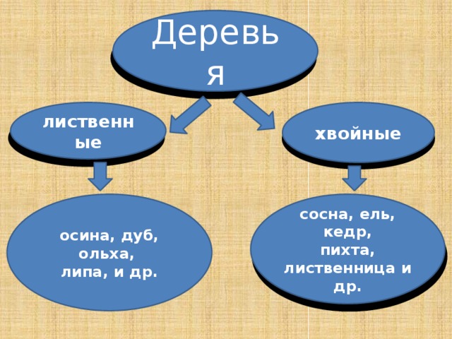 Деревья лиственные хвойные осина, дуб, ольха, сосна, ель, кедр, липа, и др. пихта, лиственница и др. 