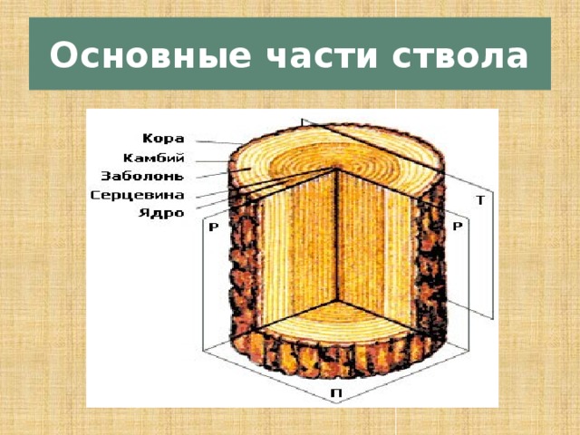 Основные части ствола 