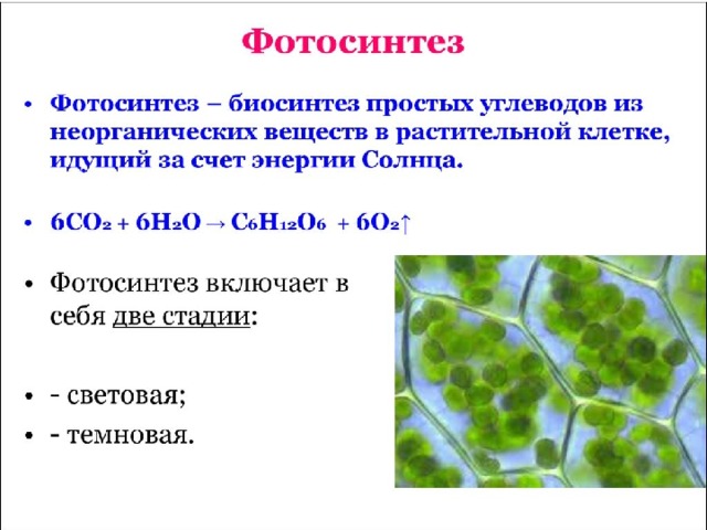 Презентация по химии фотосинтез