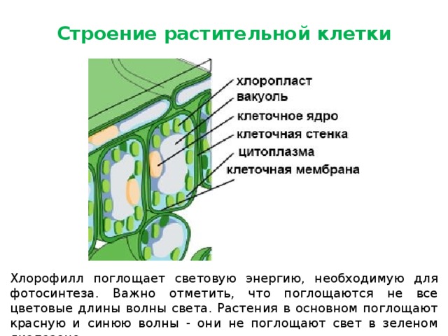 Запишите название частей растительной клетки указанных на схеме в ответе укажите номер части