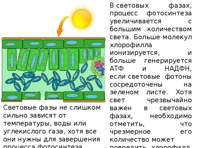 Процесс образования хлорофилла. Больше света больше хлорофилла. Опыт Яна Ингенхаузена фотосинтез какая наука.