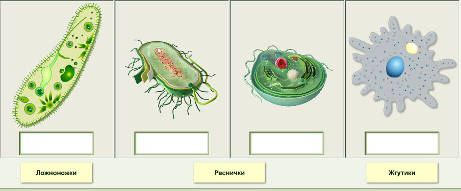 Органоиды рисунок