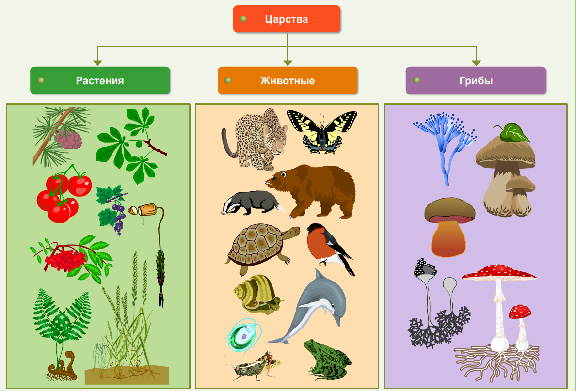 Какие организмы относятся к данной группе. Царство животных царство растений царство грибов царство бактерий. Царство животных растений грибов и бактерий 3 класс. Животные растения грибы. Грибы царство живой природы.