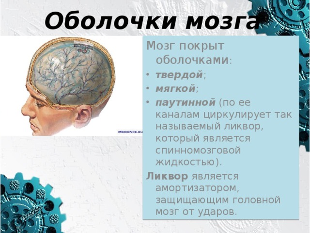Оболочки мозга Мозг покрыт оболочками : твердой ; мягкой ; паутинной (по ее каналам циркулирует так называемый ликвор, который является спинномозговой жидкостью). Ликвор является амортизатором, защищающим головной мозг от ударов. 