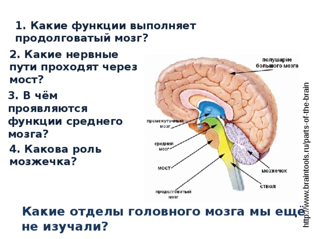 http://www.braintools.ru/parts-of-the-brain 1. Какие функции выполняет продолговатый мозг? 2. Какие нервные пути проходят через мост? 3. В чём проявляются функции среднего мозга? 4. Какова роль мозжечка? Какие отделы головного мозга мы ещё не изучали? 