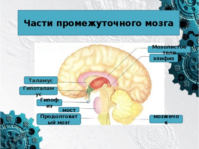 Таламус Части промежуточного мозга Мозолистое тело эпифиз Гипоталамус Гипофиз мост Продолговатый мозг мозжечок 