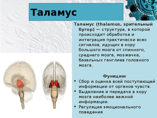 Таламус Таламус (thalamus, зрительный бугор) — структура, в которой происходит обработка и интеграция практически всех сигналов, идущих в кору большого мозга от спинного, среднего мозга, мозжечка, базальных ганглиев головного мозга. Функции: Сбор и оценка всей поступающей информации от органов чувств. Выделение и передача в кору мозга наиболее важной информации. Регуляция эмоционального поведения 