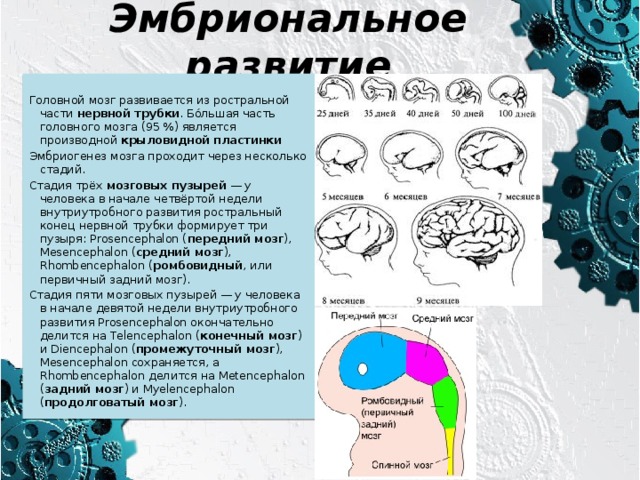 Эмбриональное развитие Головной мозг развивается из ростральной части  нервной трубки . Бо́льшая часть головного мозга (95 %) является производной  крыловидной пластинки Эмбриогенез мозга проходит через несколько стадий. Стадия трёх  мозговых пузырей  — у человека в начале четвёртой недели внутриутробного развития ростральный конец нервной трубки формирует три пузыря: Prosencephalon ( передний мозг ), Mesencephalon ( средний мозг ), Rhombencephalon ( ромбовидный , или первичный задний мозг). Стадия пяти мозговых пузырей — у человека в начале девятой недели внутриутробного развития Prosencephalon окончательно делится на Telencephalon ( конечный мозг ) и Diencephalon ( промежуточный мозг ), Mesencephalon сохраняется, а Rhombencephalon делится на Metencephalon ( задний мозг ) и Myelencephalon ( продолговатый мозг ). 