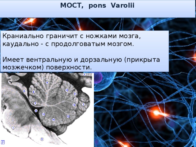 МОСТ, pons Varolii  Краниально граничит с ножками мозга, каудально - с продолговатым мозгом. Имеет вентральную и дорзальную (прикрыта мозжечком) поверхности. 