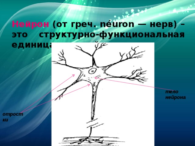 Координация и регуляция животных 8 класс биология. Нейрон рисунок пошагово. Отросток нейрона 5 букв кроссворд.