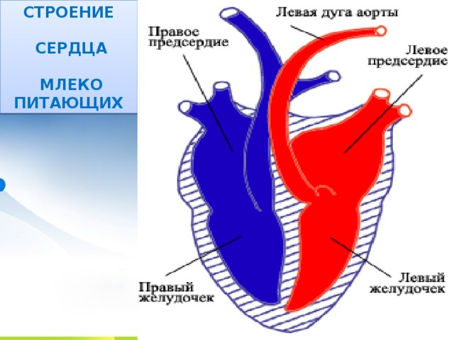 СТРОЕНИЕ   СЕРДЦА   МЛЕКО ПИТАЮЩИХ Строение сердца млекопитающих. Схема. Сердце млекопитающих состоит из четырех камер: двух предсердий и двух желудочков и разделено на две половины, в левой находится артериальная кровь а в правой венозная. Артериальная кровь – кровь богатая кислородом. Венозная кровь – кровь насыщенная углекислым газом. Размеры сердца варьируют в зависимости от величины тела, образа жизни и интенсивности обмена веществ. У крупных животных сердце сокращается реже (у быка - 40-45 сокращений в минуту), чем у мелких (у мыши, массой 25 г, 500-600 сокращений в минуту).   