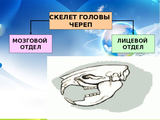 СКЕЛЕТ ГОЛОВЫ ЧЕРЕП МОЗГОВОЙ ЛИЦЕВОЙ ОТДЕЛ ОТДЕЛ 