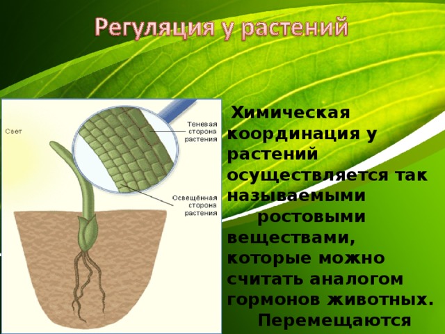  Химическая координация у растений осуществляется так называемыми   ростовыми веществами, которые можно считать аналогом гормонов животных.  Перемещаются ростовые вещества от верхушки растения к корню по проводящей системе. 