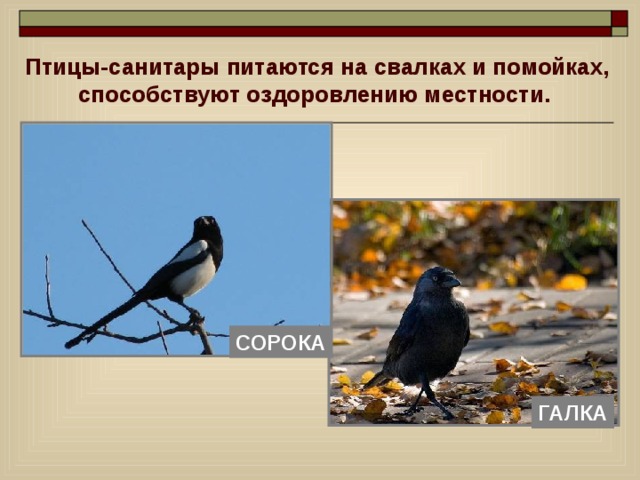 Птицы-санитары питаются на свалках и помойках, способствуют оздоровлению местности. СОРОКА ГАЛКА 