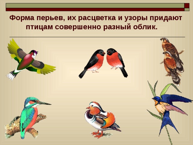  Форма перьев, их расцветка и узоры придают птицам совершенно разный облик. 