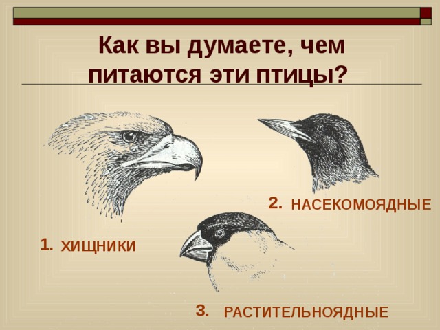 Как вы думаете, чем питаются эти птицы? 2. НАСЕКОМОЯДНЫЕ 1. ХИЩНИКИ 3. РАСТИТЕЛЬНОЯДНЫЕ РАСТИТЕЛЬНОЯДНЫЕ 