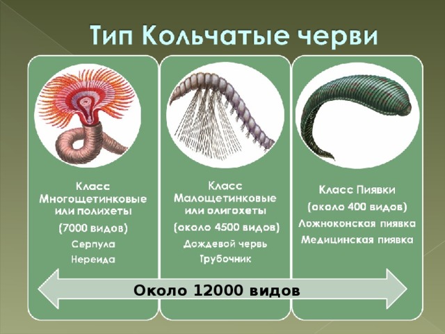 Около 12000 видов 