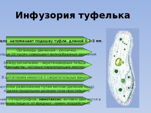 Инфузория туфелька  Тело н апоминает подошву туфли, длиной 0,2-3 мм. Органоиды движения – реснички,  больше 10 тысяч, совершают волнообразные движения Между ресничками - веретеновидные тельца – трихоцисты , которые парализующие жертву. В цитоплазме имеются 2 сократительные вакуоли Бесполое размножение путем митоза (деление ядра),  и далее продольное деление тела простейшего Питание –гетеротрофное, хемотаксис : активно двигаются в направлении пищи и от вредных химич. воздействий. 