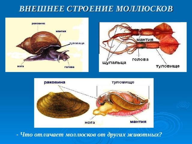 ВНЕШНЕЕ СТРОЕНИЕ МОЛЛЮСКОВ - Что отличает моллюсков от других животных? 