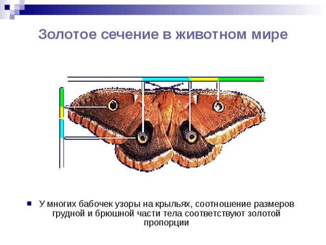 Золотое сечение в животном мире У многих бабочек узоры на крыльях, соотношение размеров грудной и брюшной части тела соответствуют золотой пропорции 