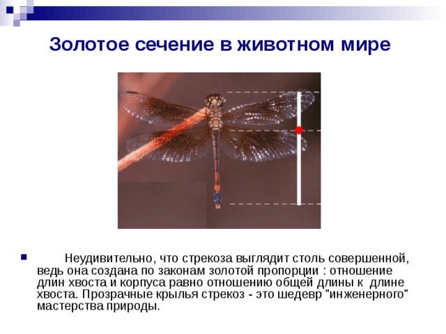 Золотое сечение в животном мире  Неудивительно, что стрекоза выглядит столь совершенной, ведь она создана по законам золотой пропорции : отношение длин хвоста и корпуса равно отношению общей длины к длине хвоста. Прозрачные крылья стрекоз - это шедевр 