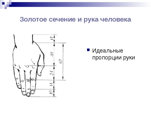 Золотое сечение и рука человека Идеальные пропорции руки 