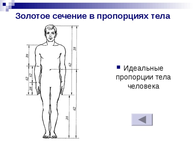 Золотое сечение в пропорциях тела Идеальные пропорции тела человека 