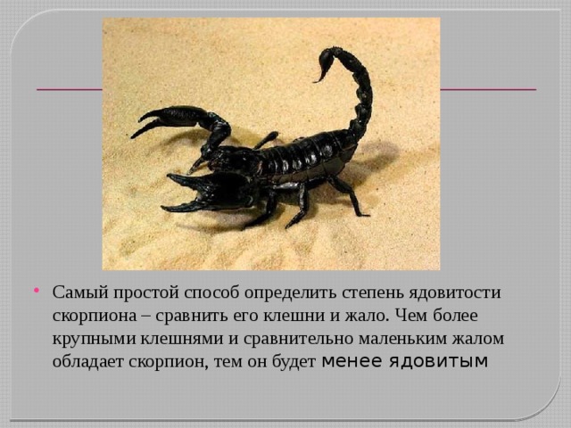 Самый простой способ определить степень ядовитости скорпиона – сравнить его клешни и жало. Чем более крупными клешнями и сравнительно маленьким жалом обладает скорпион, тем он будет менее ядовитым 