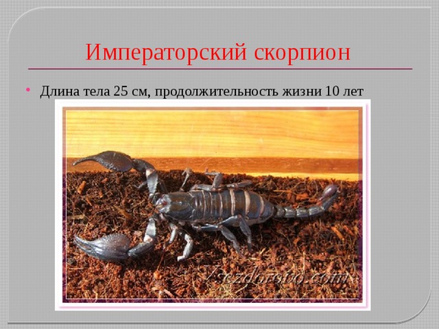 Императорский скорпион Длина тела 25 см, продолжительность жизни 10 лет 